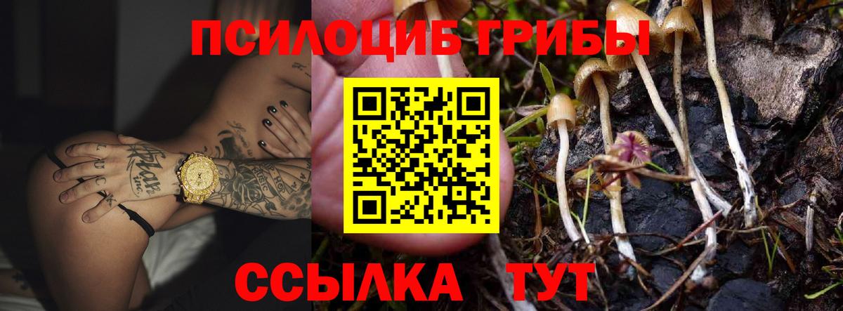 Псилоцибиновые грибы Psilocybe  Вход с VPN  Фурманов 